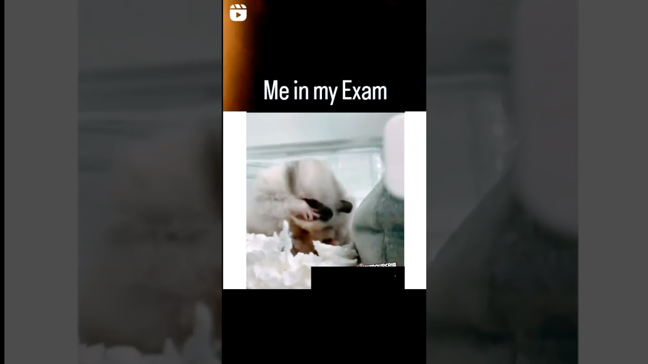 me in my exam time be like -: 😜😜😂😂 mouse funny moments video 🤣