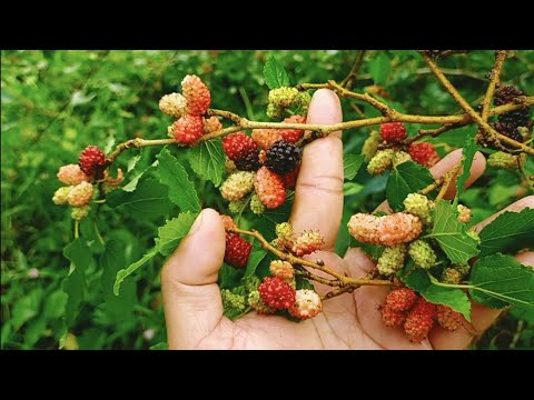 GRABE 3RD SEASON NA ANDAMING BUNGA PA DIN!!!