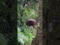 OMKAR ELEPHANT LEFT GOA AND REACHED MADURASE MAHARASTRA