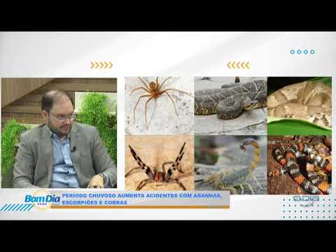 Infectologista comenta aumento de acidentes com aranhas, escorpiões e cobras 13 02 2025