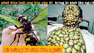 Discovered "Giant Green Hornet" Laying Parasitic Eggs on Brother Bay || entertainment review