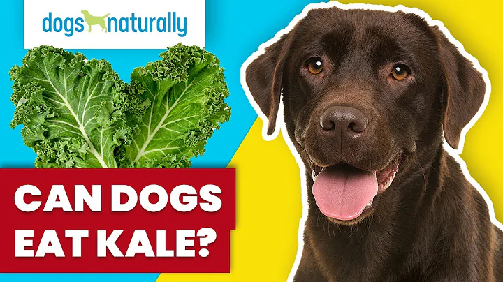 Can Dogs Eat Kale? - DayDayNews