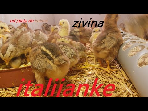 Video: Mali, Ali Moćni Ukusan: Ugodan Recept Za Kornjašku Igru kokoši