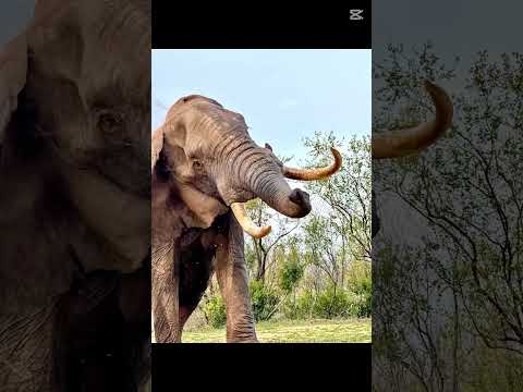 2025 Miles Of Dust Quiet Truths A Safari Year Ends 2026 Awaits 