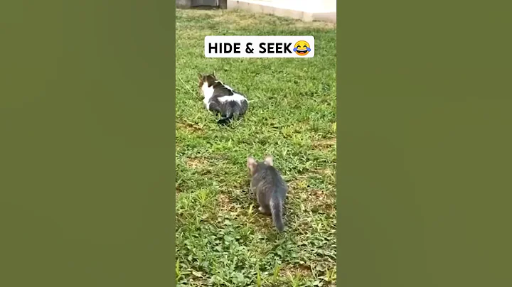 Watch the video about BEST Funny CAT Videos 2024 OMG❤️#shorts #cat # shortvideo #funny #dog #pets #funnyvideo