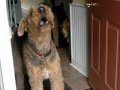 Airedales howling