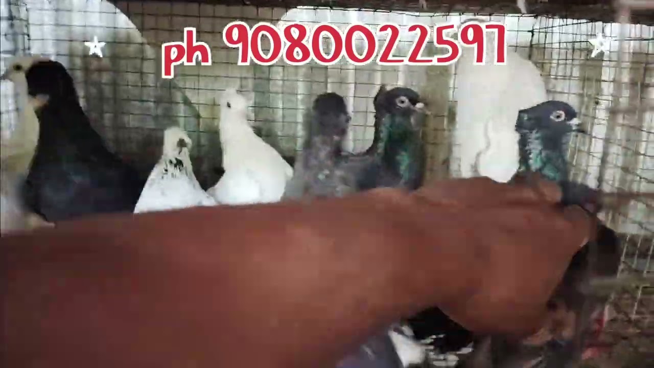 😎Dindigul brothers from😎 மிகவும் குறைந்த விலையில் புற விற்பனை திண்டுக்கல்