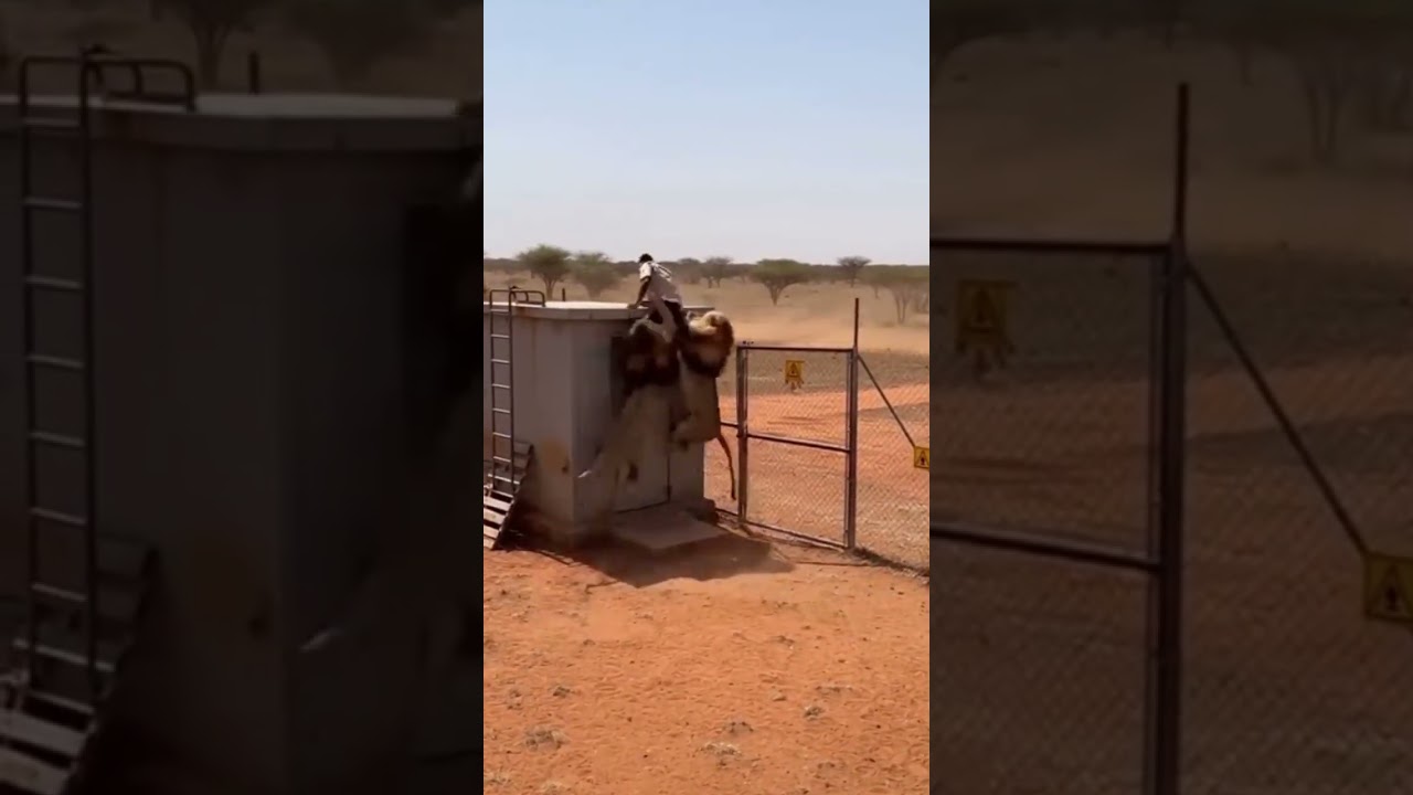 Man's Incredible Survival from Lions! 🦁😱 
