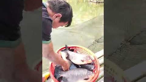 Vlogs 284 Bồi cá - Hồ Câu Tân Bình Dương 0865118773 KP3, P. Tân Định, Bến Cát, Bình Dương