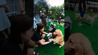 理不尽に攻撃されたマラミュート