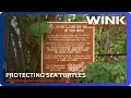 Marco Island considers fishing restrictions to protect sea turtles