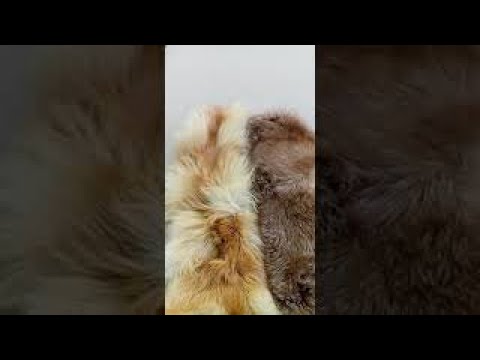 При покупке шубы как определить крашенная она или натуральная?#Shorts