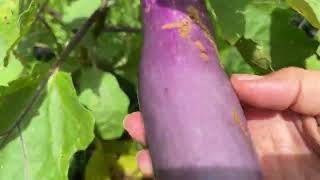 Harvesting Vegetable No Talking Asmr Sound
