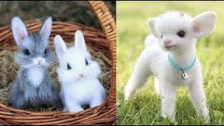 Сборник видеороликов о самых милых детенышах животных Милый момент про животных   Самые милые живо