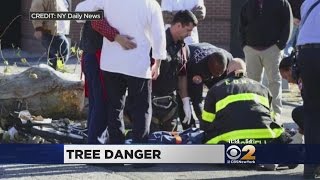 Delivery Man Crushed By Tree