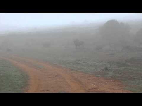 The Wildebeest - Jump Around