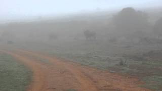 Vídeo de The Wildebeest - Jump Around