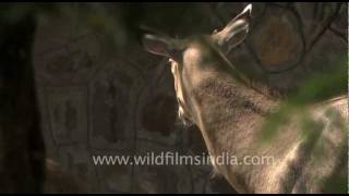Nilgai antelope in Ranthambhor Nilgai antelope in Ranthambhor
