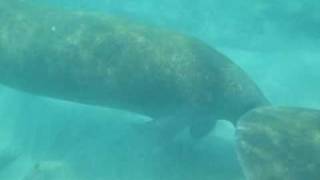 A manatee encounter while snorkelin...