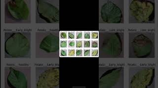 Potato Leaf Disease Detection Using AI | Early Blight, Late Blight & Healthy Leaf Classification