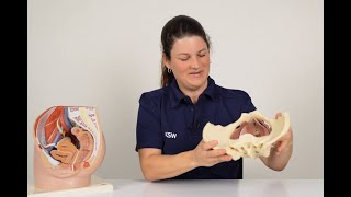 Anatomie und Funktion des weiblichen Beckenbodens  | Kantonsspital Winterthur