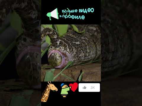 Рождение детенышей у змеи #snake #nationalgeographic #животные #кино #вмиреживотных #тикток
