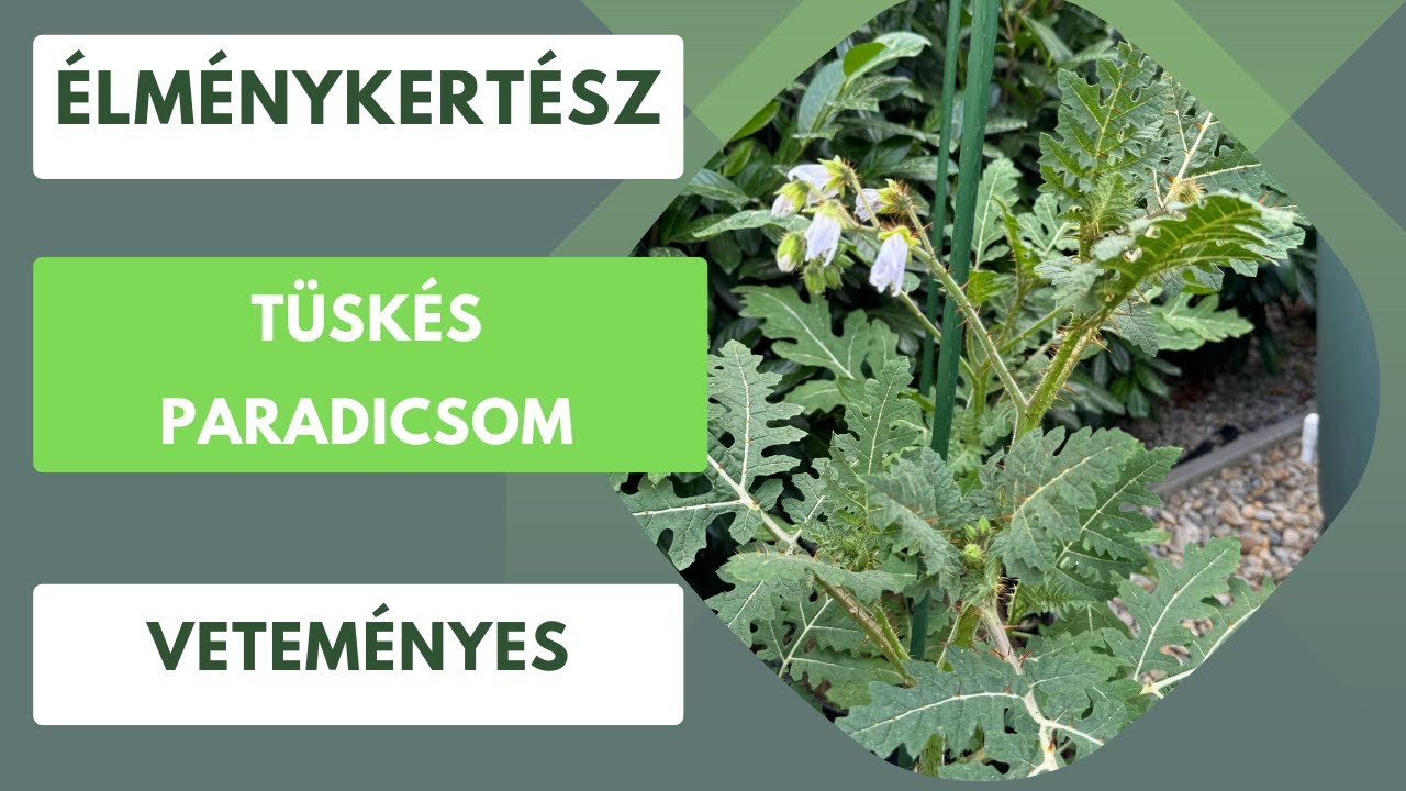 Tüskés paradicsom🍅