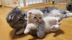 まんまる猫 つむチャンネル Youtube まんまる猫 つむチャンネル Youtube