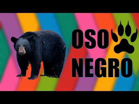 Todo sobre el OSO NEGRO.