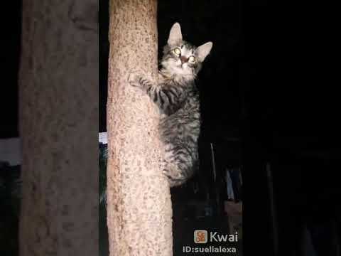 Vídeo: Por que os gatos não podem descer em árvores?
