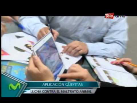 Aplicación Güeyitas lucha contra el maltrato animal
