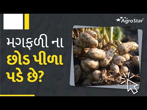 મગફળી પીળી પડવાની સમસ્યા || સલ્ફર અને ફેરસની ઉણપ ||Yellowing in Groundnut || Dr. Prayag Golakiya - મગફળી પીળી પડવાની સમસ્યા || સલ્ફર અને ફેરસની ઉણપ ||Yellowing in Groundnut || Dr. Prayag Golakiya