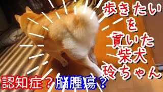 老犬の認知症と脳腫瘍の見極め 和犬魂で魅せた柴犬玲ちゃんの魅力いっぱいのビデオ