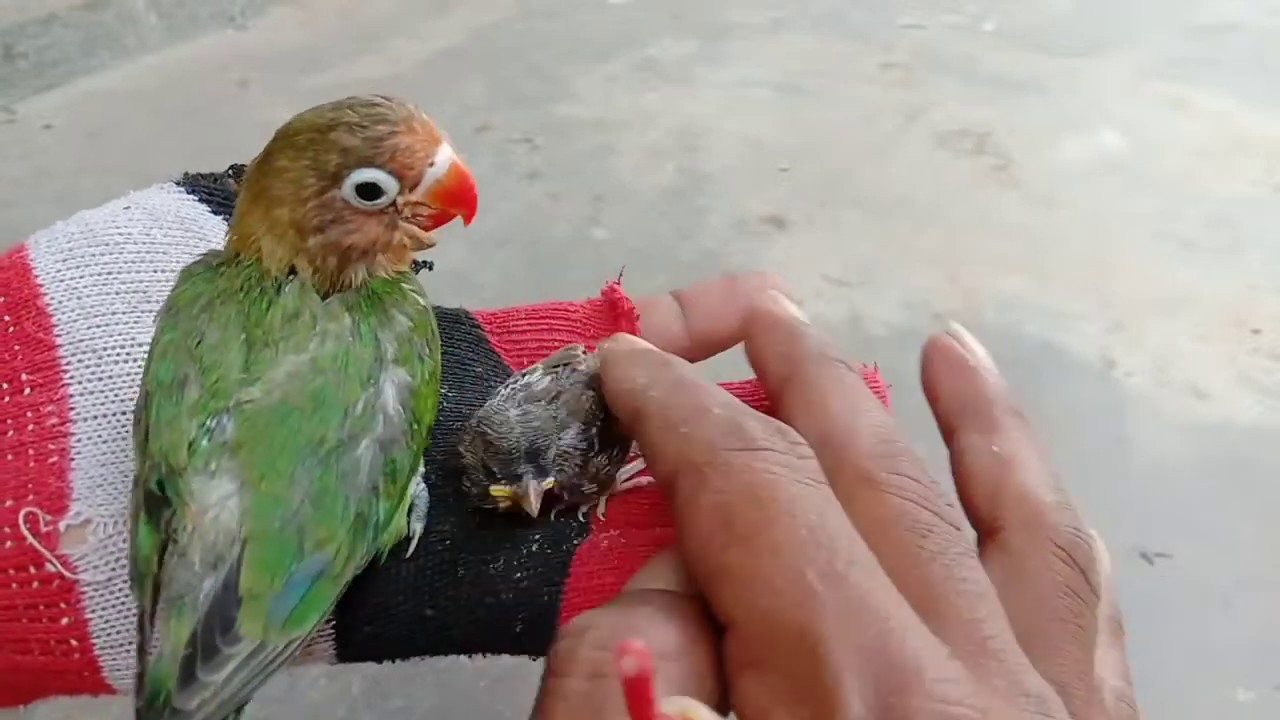 Proses spet anakan burung gereja dan lovebird supaya jinak dan gacor
