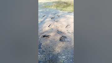 Tát ao bắt ca sóc trăng