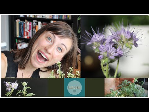 Video: Phacelia California Qo'ng'irog'i