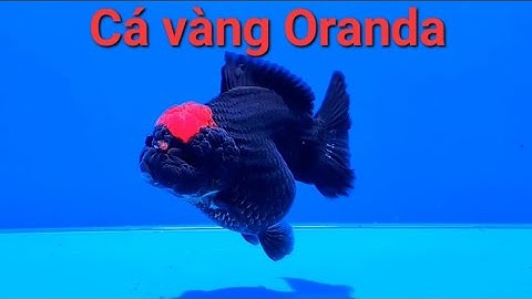 Những đặc điểm cơ bản và cách chăm sóc cá vàng Oranda