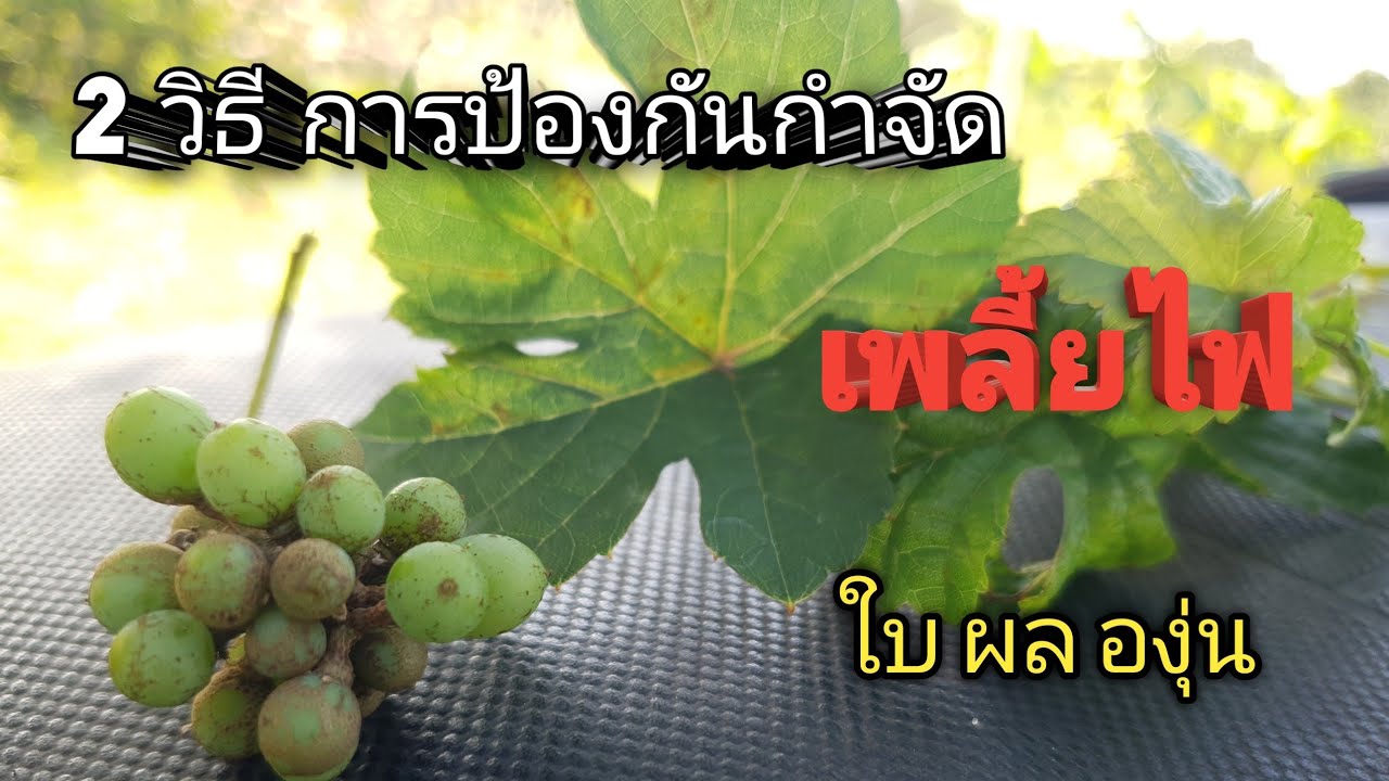 เพลี้ยไปกับการป้องกันกำจัด ep19 @รักเกษตร