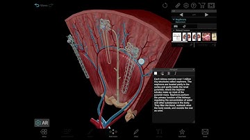 Visible Body | How to teach kidney function and kidney pathology in 3D