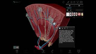 Visible Body | How to teach kidney function and kidney pathology in 3D