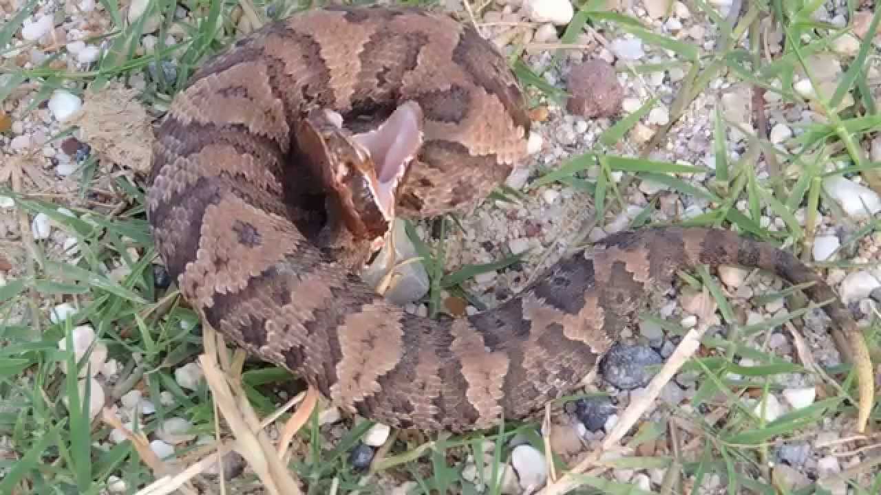 Young Western Cottonmouth Water Moccasin Agkistrodon piscivorus