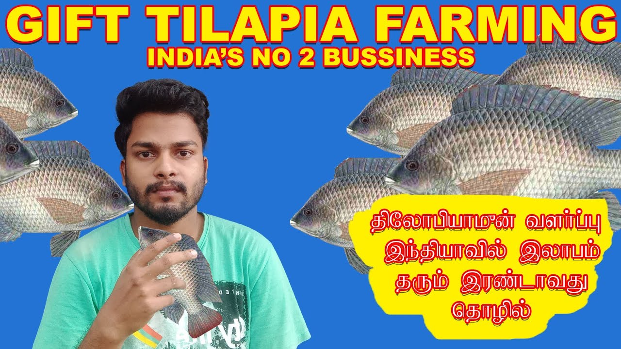 tilapia farming India's no 2 businesses gift tilapia farming and