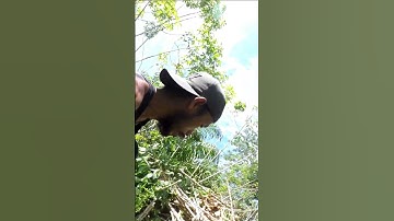 Harvesting cassava part 160 #shorts #farming #cassava #nature  #cassavaroots #cassavafarming