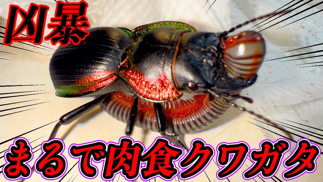 The diet of this monster ground beetle that devours millipedes is