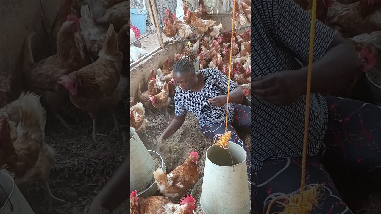 The secret to keeping diseases away from your poultry pen.