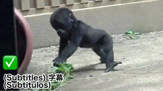 Santaro Sest Encore Échappé Et Sest Enfui La Famille Momotaro, Le Gorille