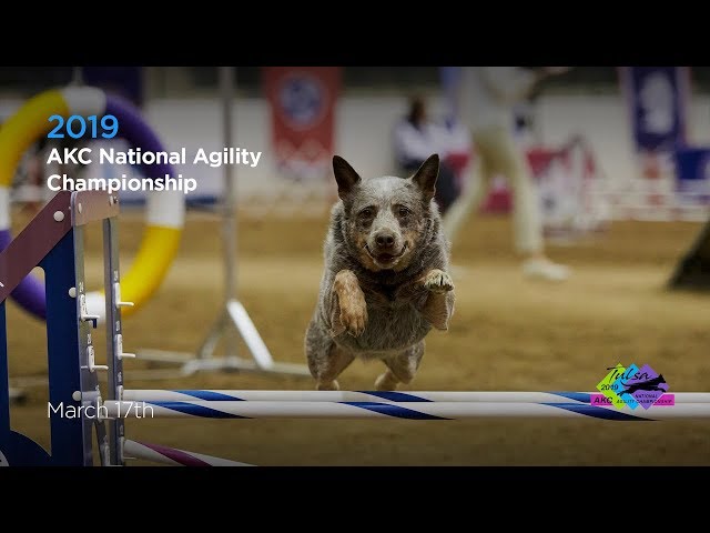 How Do Dog Agility Competitions Work? – American Kennel Club