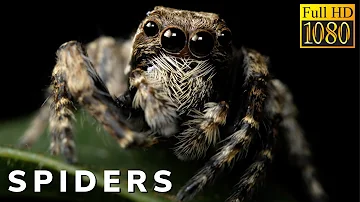 Amazing Lives of SPIDERS - Wildlife Documentary in 1080p Full HD