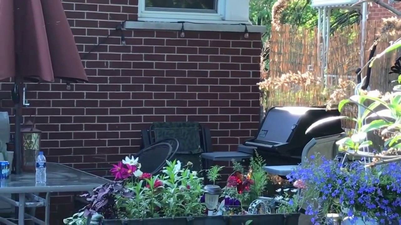 FAIRY'S AND ELEMENTAL LIGHT BEINGS