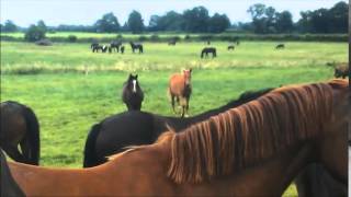 Horse Pmv